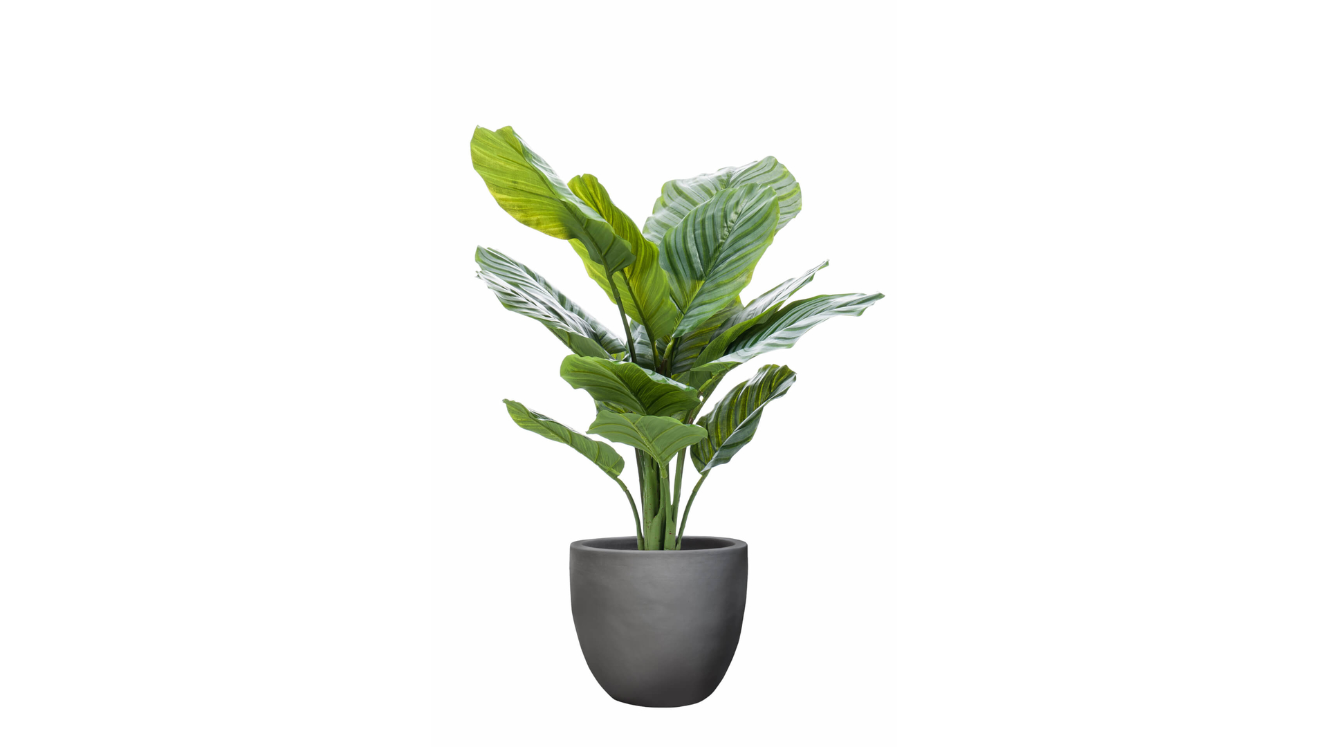 CJ Decor plantes,CJ Decor arbres,CJ Decor fleurs,CJ Decor vert